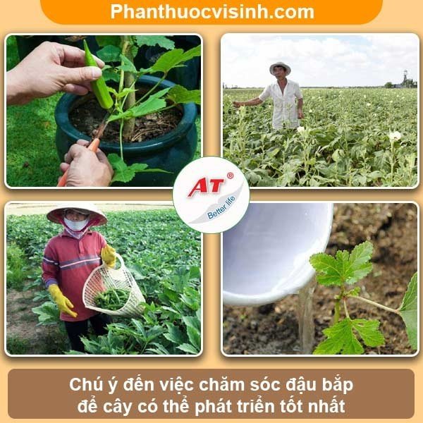 Cách trồng đậu bắp cho trái sai trĩu cành đạt năng suất cao 5 Cách trồng đậu bắp cho trái sai trĩu cành đạt năng suất cao