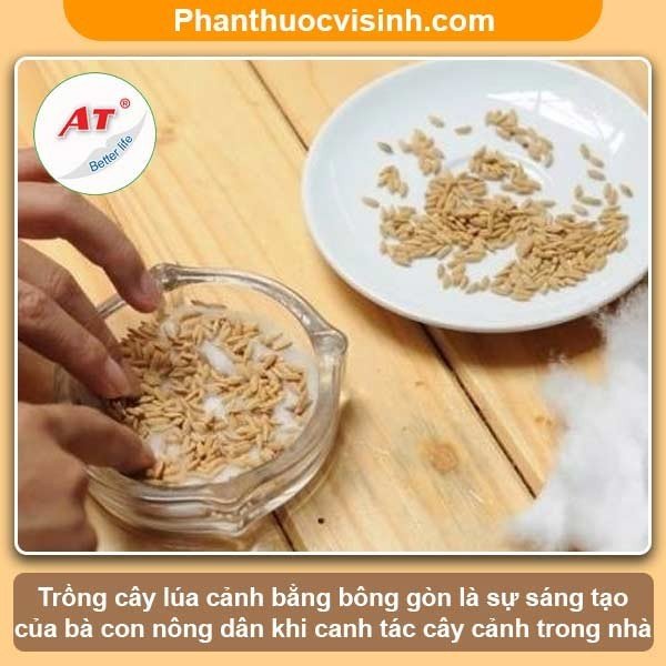 Cách trồng lúa cảnh trang trí nhà siêu đẹp dễ thưc hiện
