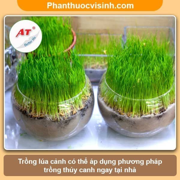 Cách trồng lúa cảnh trang trí nhà siêu đẹp dễ thưc hiện