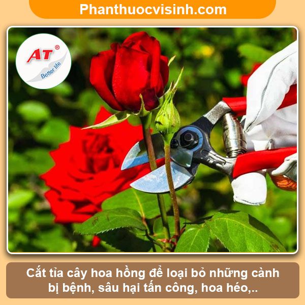 Cách trồng hoa hồng trong chậu tại nhà hoa nở quanh năm