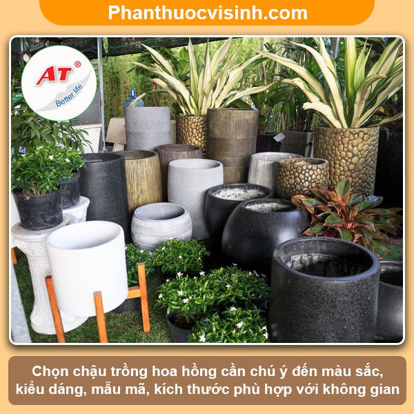 Cách trồng hoa hồng trong chậu tại nhà hoa nở quanh năm