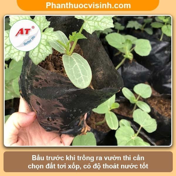 Cách ươm hạt mướp nảy mầm 100%, cây lớn nhanh, sai quả