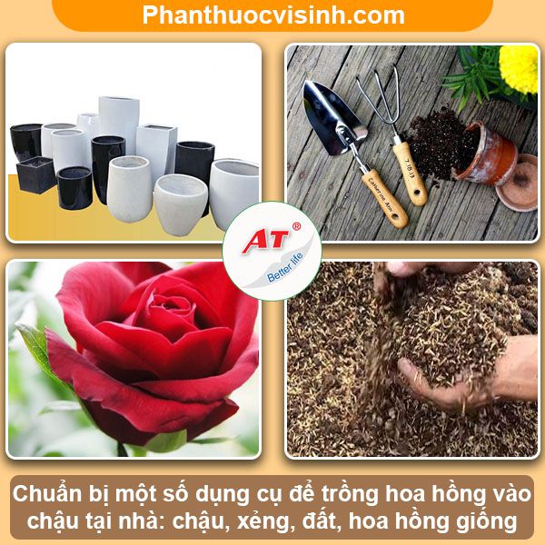 Cách trồng hoa hồng trong chậu tại nhà hoa nở quanh năm