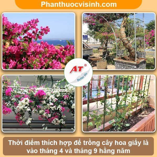 Cách trồng hoa giấy leo giàn với nhiều ý tưởng sáng tạo