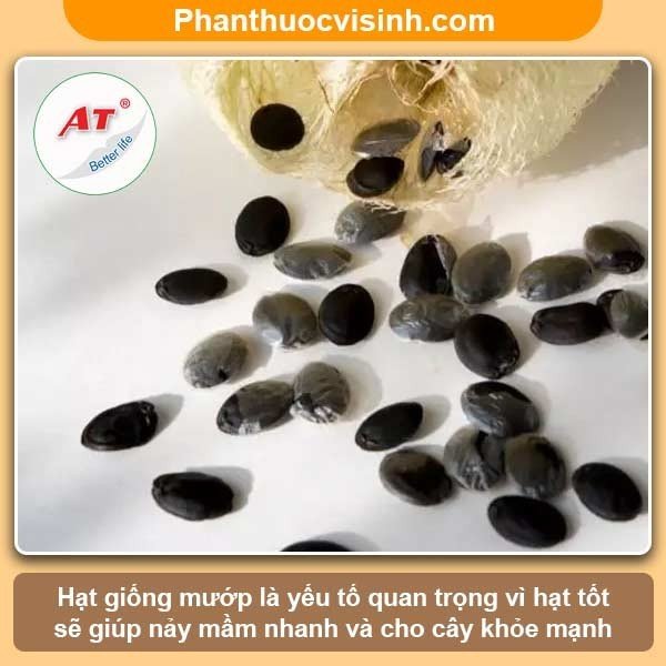 Cách ươm hạt mướp nảy mầm 100%, cây lớn nhanh, sai quả