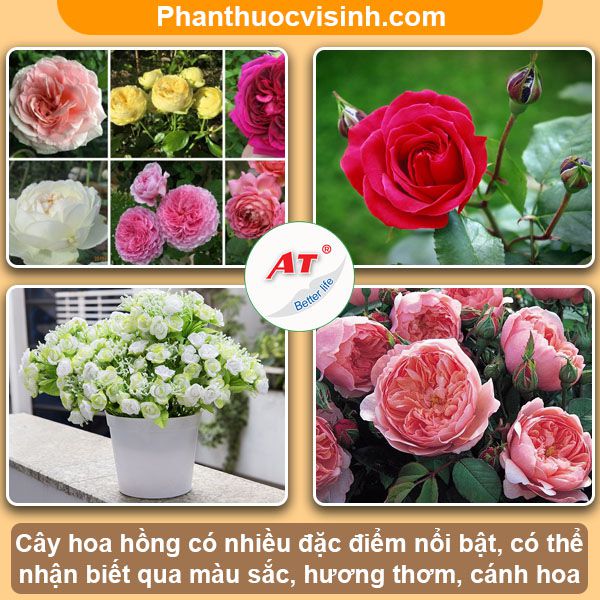 Cách trồng hoa hồng trong chậu tại nhà hoa nở quanh năm