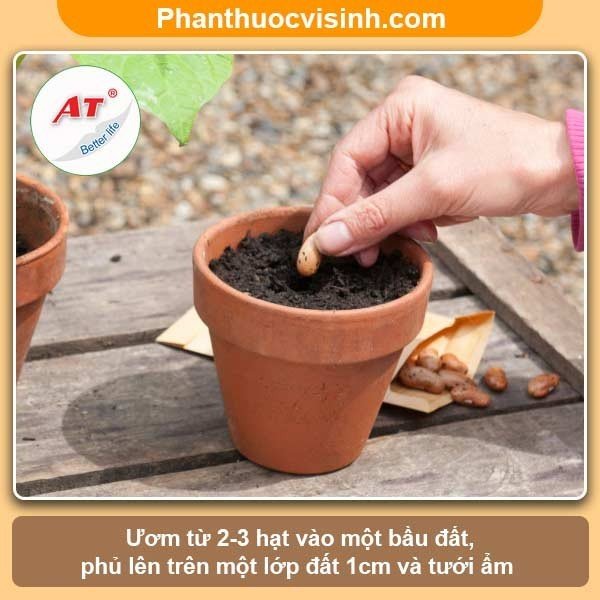 Cách ươm hạt mướp nảy mầm 100%, cây lớn nhanh, sai quả