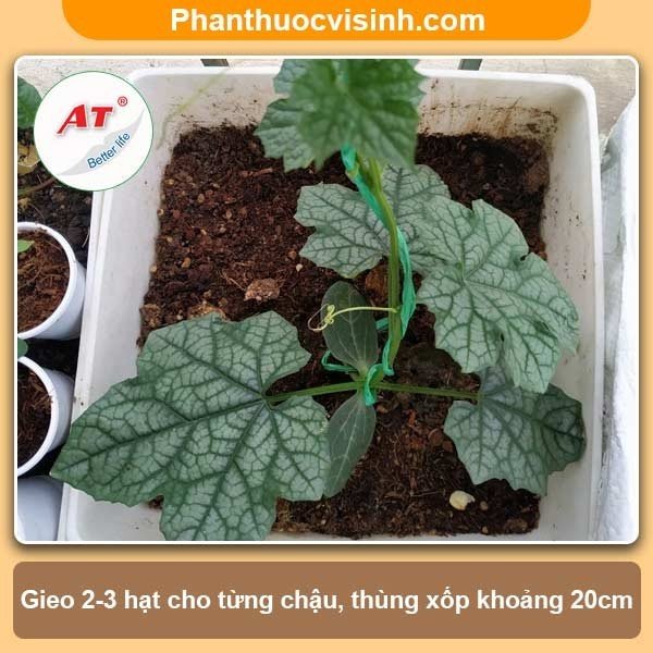 Cách ươm hạt mướp nảy mầm 100%, cây lớn nhanh, sai quả