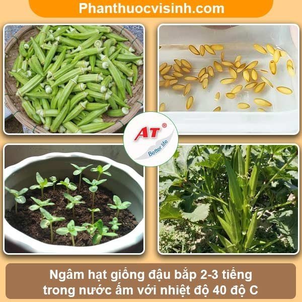 Cách trồng đậu bắp cho trái sai trĩu cành đạt năng suất cao 4 Cách trồng đậu bắp cho trái sai trĩu cành đạt năng suất cao