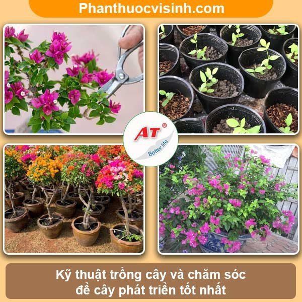 Cách trồng hoa giấy leo giàn với nhiều ý tưởng sáng tạo