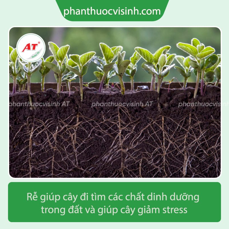 VF1 - Bung rễ mạnh, đi đọt nhanh 1 Thuốc siêu ra rễ cực mạnh - hỗ trợ bung đọt đi rễ nhanh