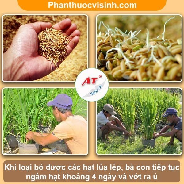 Cách trồng lúa cảnh trang trí nhà siêu đẹp dễ thưc hiện