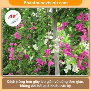 Cách trồng hoa giấy leo giàn với nhiều ý tưởng sáng tạo