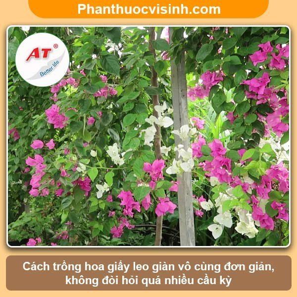 Cách trồng hoa giấy leo giàn với nhiều ý tưởng sáng tạo