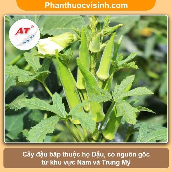 Cách trồng đậu bắp cho trái sai trĩu cành đạt năng suất cao 1 Cách trồng đậu bắp cho trái sai trĩu cành đạt năng suất cao