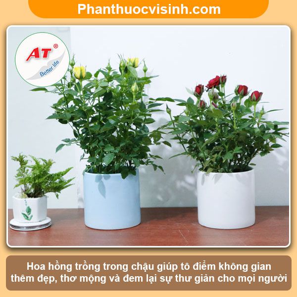 Cách trồng hoa hồng trong chậu tại nhà hoa nở quanh năm