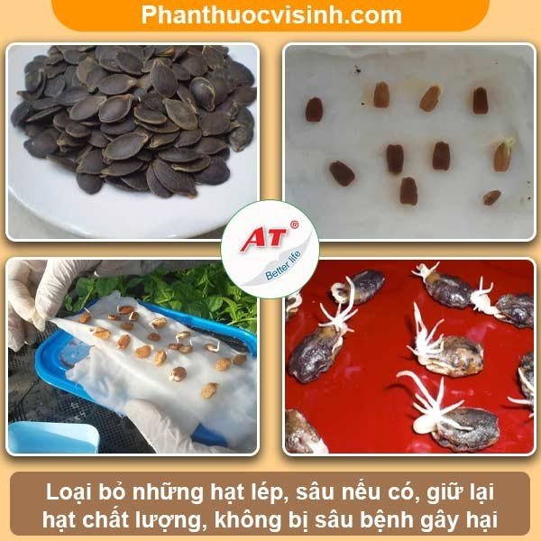 Cách ươm hạt mướp nảy mầm 100%, cây lớn nhanh, sai quả