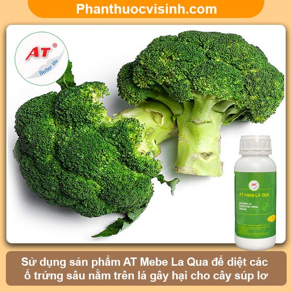 Cách trồng súp lơ xanh đơn giản tại nhà, thu hoạch cả năm