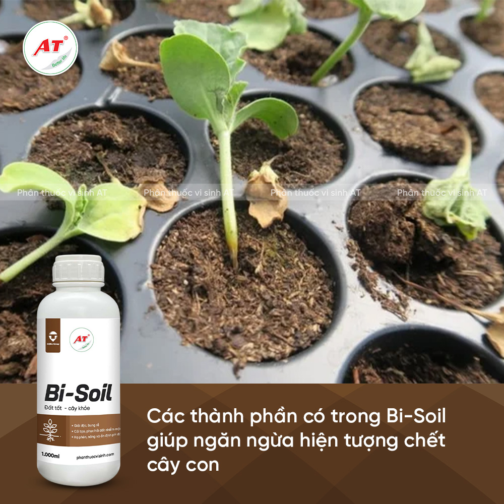 Bệnh chết cây con