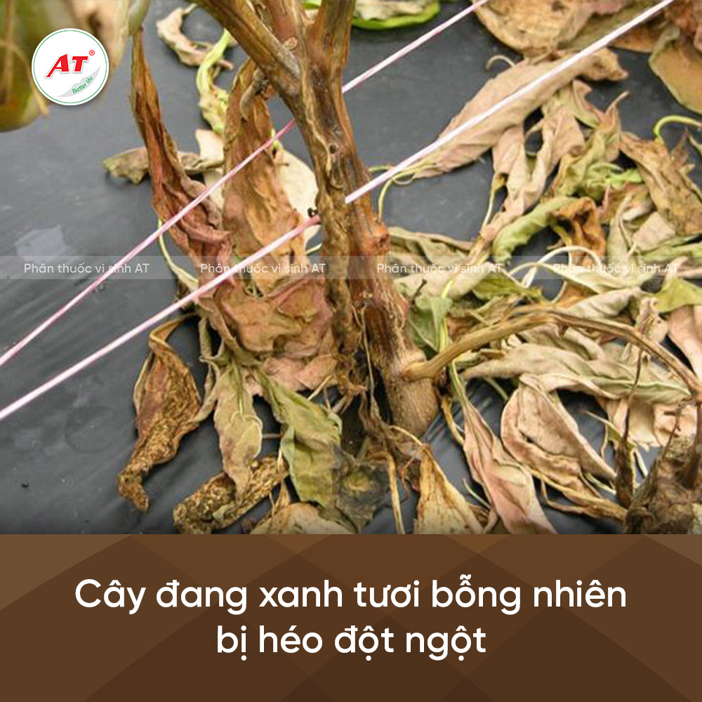 Bệnh lở cổ rễ 2