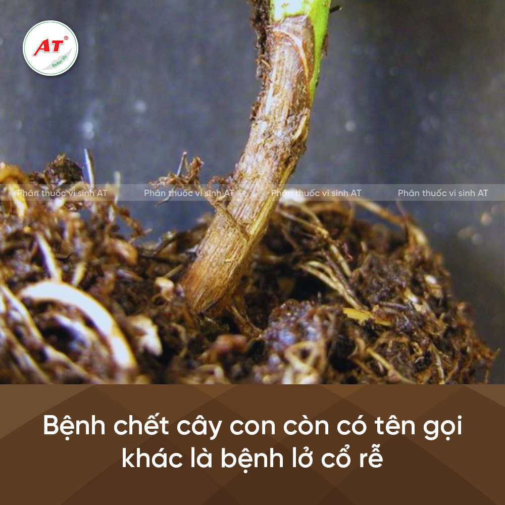 Bệnh lở cổ rễ