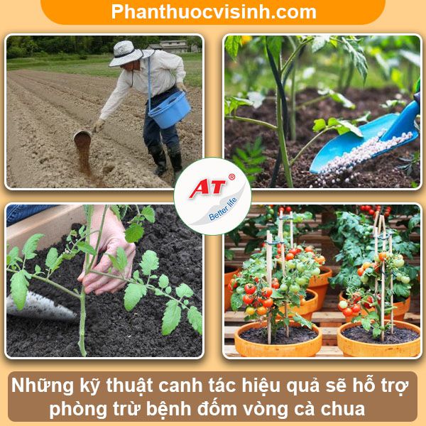 Cách phòng trị bệnh đốm vòng cà chua hiệu quả, an toàn