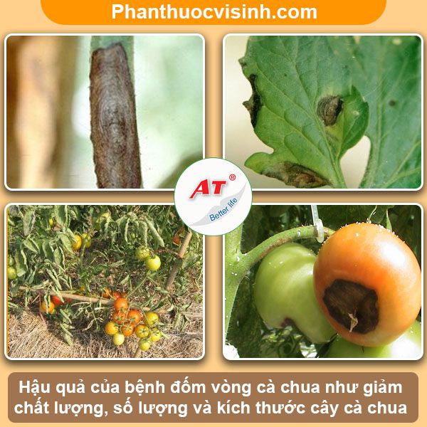 Cách phòng trị bệnh đốm vòng cà chua hiệu quả, an toàn