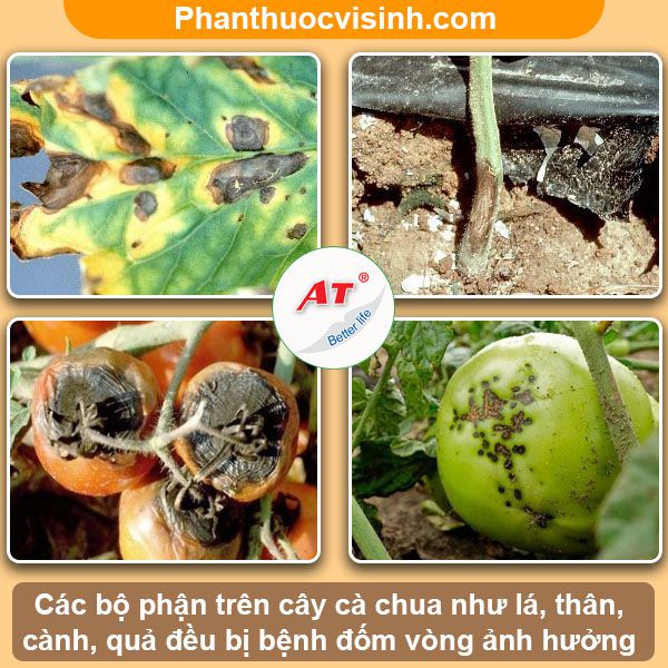 Cách phòng trị bệnh đốm vòng cà chua hiệu quả, an toàn