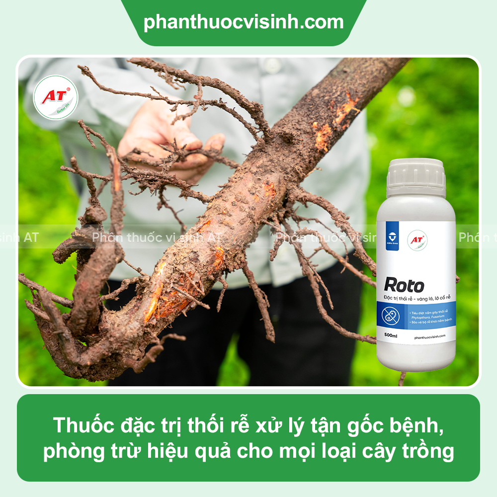 Roto dặc trị thối rễ