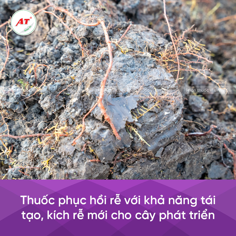 Tác dụng thuốc phục hồi rễ