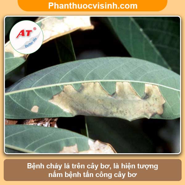 Cây bơ bị cháy lá nguyên nhân do đâu? Cách khắc phục 1 Cây bơ bị cháy lá nguyên nhân do đâu? Cách khắc phục