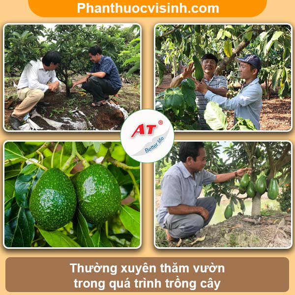 Cây bơ bị cháy lá nguyên nhân do đâu? Cách khắc phục 4 Cây bơ bị cháy lá nguyên nhân do đâu? Cách khắc phục