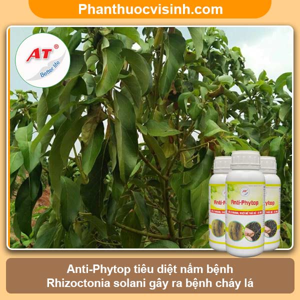 Cây bơ bị cháy lá nguyên nhân do đâu? Cách khắc phục 5 Cây bơ bị cháy lá nguyên nhân do đâu? Cách khắc phục