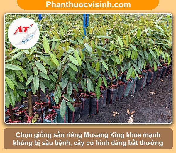 Có nên trồng sầu riêng Musang King tại Việt Nam không?