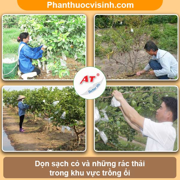 Cây ổi bị cháy lá nguyên nhân do đâu và cách phòng trị