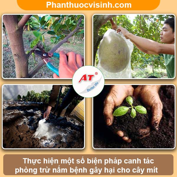 Mít bị thối trái: Nguyên nhân, dấu hiệu và cách phòng trừ