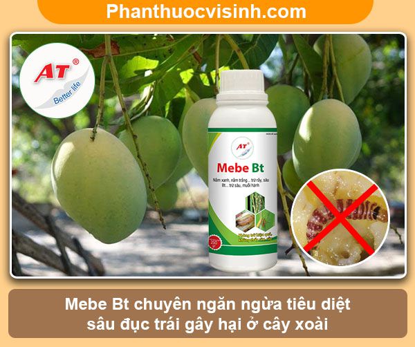 Sâu đục trái xoài: Nhận biết và phòng trừ dứt điểm, an toàn