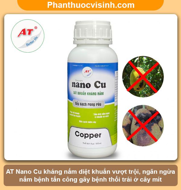Mít bị thối trái: Nguyên nhân, dấu hiệu và cách phòng trừ