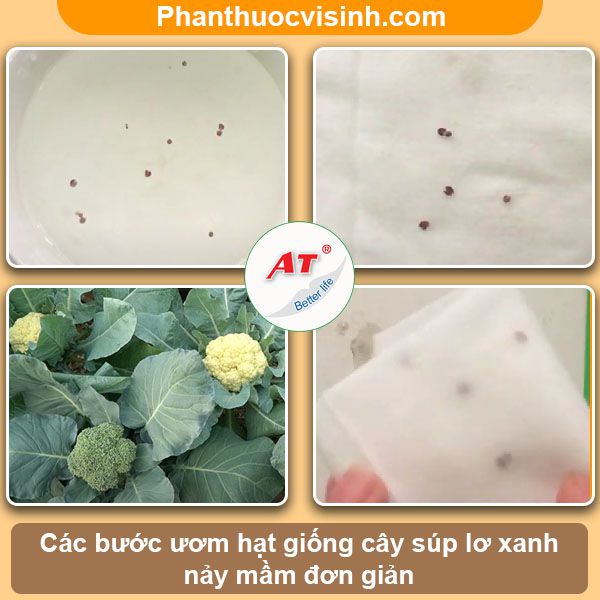 Cách trồng súp lơ xanh đơn giản tại nhà, thu hoạch cả năm