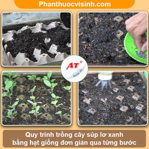 Cách trồng súp lơ xanh đơn giản tại nhà, thu hoạch cả năm