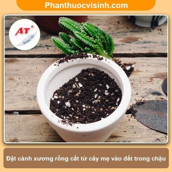 Hướng dẫn cách trồng xương rồng và chăm sóc cho ra hoa đẹp