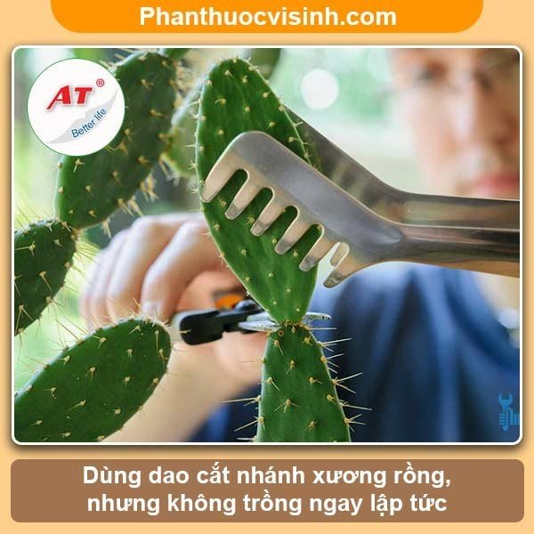 Hướng dẫn cách trồng xương rồng và chăm sóc cho ra hoa đẹp