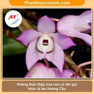 Cách trồng và chăm sóc lan Hoàng Thảo Thậpa Hoa nở rực rỡ