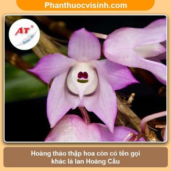 Cách trồng và chăm sóc lan Hoàng Thảo Thậpa Hoa nở rực rỡ