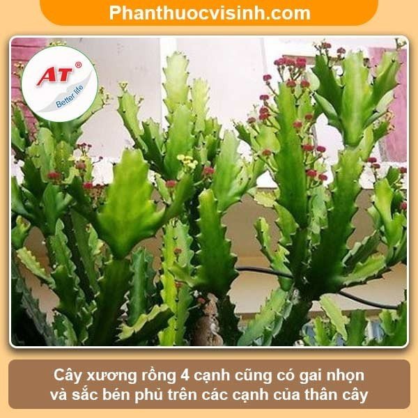 Hướng dẫn cách trồng xương rồng và chăm sóc cho ra hoa đẹp