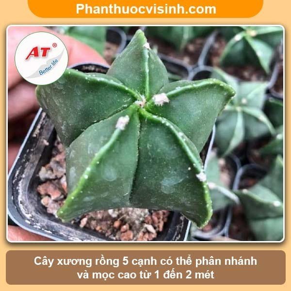 Hướng dẫn cách trồng xương rồng và chăm sóc cho ra hoa đẹp