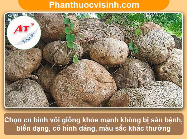 Cách trồng củ bình vôi tại nhà với công dụng thân kỳ 3 Cách trồng củ bình vôi tại nhà với công dụng thân kỳ