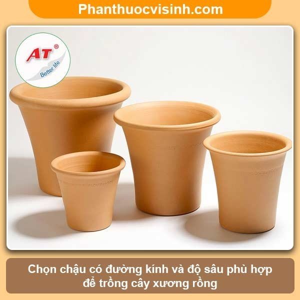 Hướng dẫn cách trồng xương rồng và chăm sóc cho ra hoa đẹp