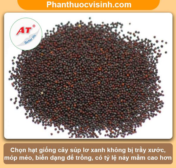 Cách trồng súp lơ xanh đơn giản tại nhà, thu hoạch cả năm