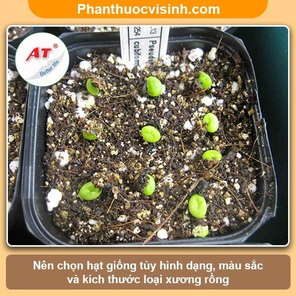 Hướng dẫn cách trồng xương rồng và chăm sóc cho ra hoa đẹp
